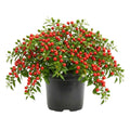 Chiltepin Pepper Plants Live for Planting, Chiltepin Pepper Live Plant, Red Chili Plant from 4 to 7 Inches Tall, 4 Inch Pot for Planting