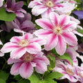 Clematis Vine Plant Live for Planting, Clematis Plants Live, 4 to 6 Inch Tall, 2.5 Inc Pot Well Rooted, Clematis Seeds Perennial, Pink Clematis