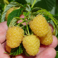 Raspberry Plant Live for Planting 6 to 12 Inch Height, Raspberry Bush Live Plant to Grow, Sweet Raspberries Seedling (Yellow Raspberry)