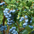 Blueberry Bushes Live Plant 8 to 15 Inch Tall, Sweet Blueberry Plant Live for Planting, Blueberry Shrubs (Northblue Blueberry)