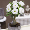 Desert Rose Live Plant, Adenium Desert Rose 4-8'' Tall, Hardy Flowering Succulent for Indoor Outdoor Gardens (White Flowers)