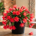 Red Easter Cactus Live Plant, Hardy Perennial Easter Cactus, Vibrant Pink Blooming Spring Cactus, Indoor Houseplant, Flowering Holiday Cactus, 4–6 Inch Tall