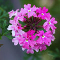 3 Verbena Plants Live, Lavender Verbena Flower Plants, Ground Cover Hanging Basket Plant, 5 to 7 Inc