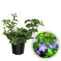 Vinca Minor Plant in 4 Inches Pot, Ground Cover Plant Live for Garden Growing, Periwinkle Plants Live