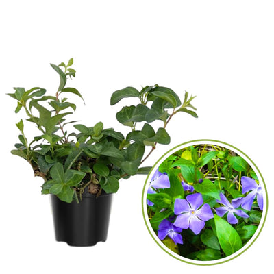 Vinca Minor Plant in 4 Inches Pot, Ground Cover Plant Live for Garden Growing, Periwinkle Plants Live