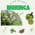 2 Live Moringa Oleifera Plants Trees in 4" Pot, Malunggay Drumstick Size 6-9" Inches in Tall, Dormant in Winter