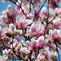 Magnolia Tree Live Plant for Planting, Magnolia Flowers Bush 6 to 12 Inches Height, in Pot, Fragrant Magnolia Shrub (Saucer Magnolia)