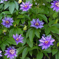2 Abundant Bloom Deepr Curly Purple Passion Flower Plants Live, Passiflora Live Plant for Trailing, Climbing Trellis Outdoor, 5-9" in Tall, Perennial, Fragrant