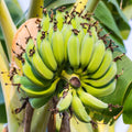 Dwarf Cavendish Banana Tree Live Plant, Outdoor Garden Tree, 6-10 Inch Tall