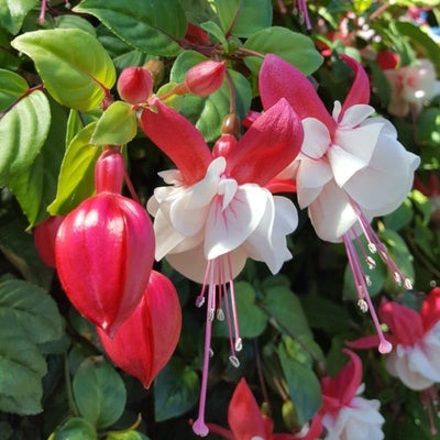 Fuchsia Plants Live, Fuchsia Plants, 3 to 5" Tall Starter Plug, Hardy Perennial Flowers Plant for Planting, Hanging Basket, Colorful Plant