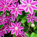 Pink Clematis Live Plant in 2.5" Pot, Flowering Climbing Clematis Vine Starter for Outdoor Garden and Trellis, Well Rooted