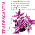 2 Pink Tradescantia Live Plants in 3.5" Pot, Wandering Jew Plants Live Houseplants Large Size, Fast Growing Plant Indoor Outdoor