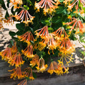 Honeysuckle Plant Live for Planting, Lonicera Honeysuckle Vine, Very Hardy, in 2.5 Inc Pot, Fragrant Red Orange Bloom
