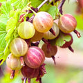 Gooseberry Plant Live, Gooseberry Bushes Live Plant 5 to 9 Inch Tall, Gooseberries Fruit Seedlings