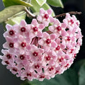 Hoya Plant Live Houseplants, Hoya Live Plant, in 4" Pot, Queen