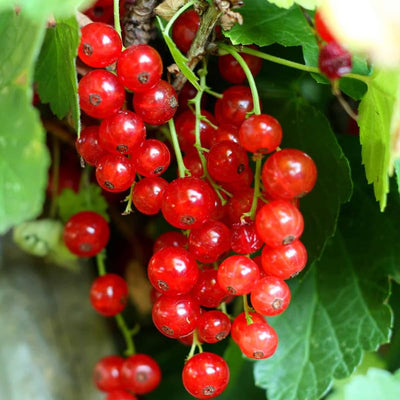 Red Currant Plant Live, Red Curant Bush Live Plant 5-9 Inch Tall, Curant Berry Fruit Tree, 1 Year Bareroot