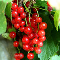 Red Currant Plant Live for Planting, Red Curant Bush Live Plant 5-9 Inch Height, Curant Berry Fruit Tree, 1 Year Large Bare Root