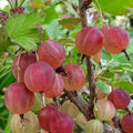 Gooseberry Plant Live, Gooseberry Bush Live Plant 5 to 9 Inch Tall, Gooseberry Fruit Tree