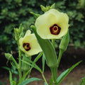 2 Green Okra Plants Live, 4 Inc Potted, Okra Live Plant, Vegetable Plants Live, 5 to 7 Inc Tall