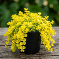 Golden Creeping Jenny Plug Live Plant, Colorful Trailing Ground Cover, Golden Foliage, 2-5 Inches Tall in Pot for Growing
