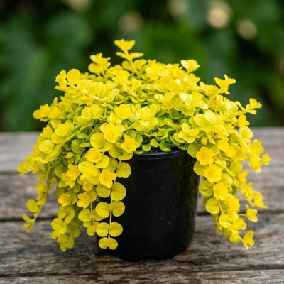 Golden Creeping Jenny Plug Live Plant, Colorful Trailing Ground Cover, Golden Foliage, 2-5 Inches Tall in Pot for Growing