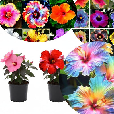 2 Mixed Hibiscus Plants Live 5-9" in Tall, Hardy Hibiscus Tree Live Plant Year-Round Blooming, No Pot, Outdoor Perennial Planting