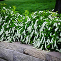 Sweetspire Shrubs Live Bush Plant - 4" Pot