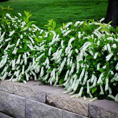 Sweetspire Shrubs Live Bush Plant - 4" Pot