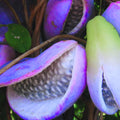 Akebia Quinata Chocolate Vine Plant, Perennial Flower Climbing Vines, Hardy Akebia Quinata Live Plant in 2.5'' Pot, 3-4 Inch Tall, Rare Edible Fruit Tree