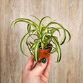 Curly Spider Plant Live 4 Inch Pot, Trailing Spider Vine Houseplant Live Indoor Planting (Green Spider)