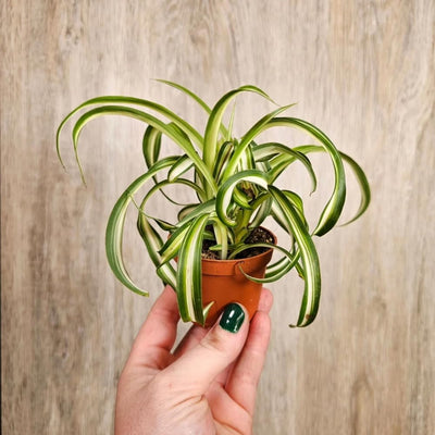Curly Spider Plant Live 4 Inch Pot, Trailing Spider Vine Houseplant Live Indoor Planting (Green Spider)