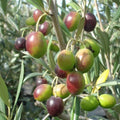 Olive Tree Live Plant Stater, Well Rooted, 4 to 8 Inc, Fast-Growing Olive Plant