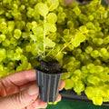 Golden Creeping Jenny Plug Plant, Perennial Ground Cover, Vibrant Golden Trailing Vine, 2-5 Inches Tall for Indoor Outdoor Planting