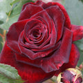 Velvet Red Black Climbing Rose Live Plant, Can Grow As Rose Bushes Shrubs, Fragrant Ready to Plant, Starter Size, 5 to 10 Inc Tall, Dormant in Winter