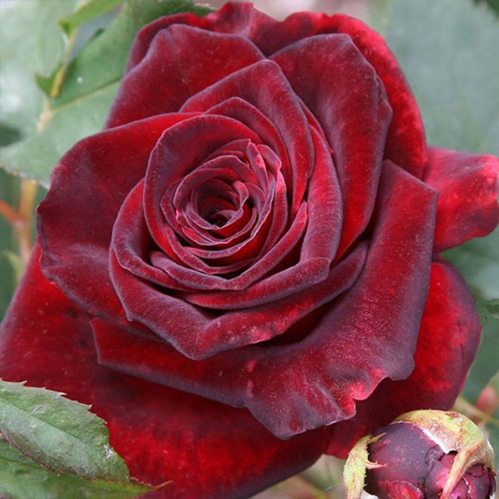 Velvet Red Black Climbing Rose Live Plant, Can Grow As Rose Bushes Shrubs, Fragrant Ready to Plant, Starter Size, 5 to 10 Inc Tall, Dormant in Winter