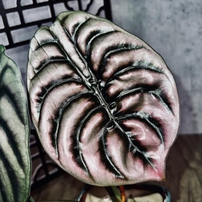 2 Rare Red Alocasia Plants Live Houseplant for Indoor Outdoor Growing, 4 to 8 Inches Tall, Rare and Hardy