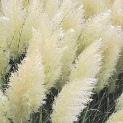 4 White Pampas Grass Plants Live for Planting, 2.5" Pot, Potted Pampas Grass Live Plants Shrub Indoors Outdoors