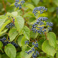 Blue Arrowwood Viburnum Live Plant, Hardy Viburnum Arrowwood Live Plant in 4 Inch Pot, Viburnum Live Plant, Live Hardy Viburnum Plant, White Viburnum Flower Plant for Garden