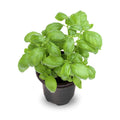 4 Live Basil Plants Sweet Basil Plants Live from 4 to 6 Inc Tall, Basil Plant Live Pot