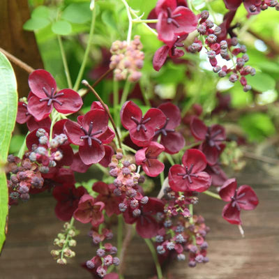 Akebia Quinata Plant Live, Akebia Chocolate Vine Seedlings in 2.5 Inches Pot