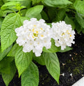 2 Lantana Plants Live, Lantana Live Plants for Planting Outdoors, Perennial Plants, Well Rooted, White Lantana