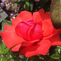 Red Orange Rose Bushes Ready to Plant, Climbing Roses Live Plants Fragrant, 6-8 Inc Tall in Pot, Year-Round Blooming, Can Grow as Bush or Climber