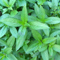 Set 4 Peppermint Plants, 4 to 7 Inch Tall Herb Starter Plant, Without Pot, Live Peppermint Plant for Patio and Garden, Culinary Herbs Fragrant Leaves
