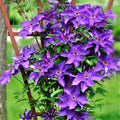 Purple Clematis Live Plant in 2.5" Pot, Flowering Climbing Clematis Vine Starter for Outdoor Garden and Trellis, Well Rooted