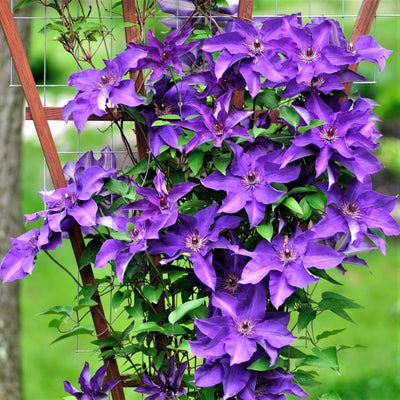 Purple Clematis Live Plant in 2.5" Pot, Flowering Climbing Clematis Vine Starter for Outdoor Garden and Trellis, Well Rooted