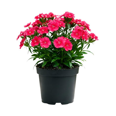 Dianthus Plant Live, Dianthus Live Plant in Pot, 4-8 Inc Tall, Vibrant Blooms, Fragrant Hardy Perennial Flowers for Indoor Outdoor Growing (Pink Red)