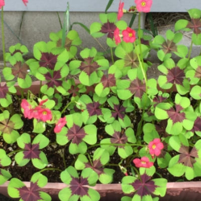 Green Oxalis Plant Live in 4 Inch Pot, Vibrant Flowering Shamrock Plant Well Rooted, Year-Round Decoration, Garden and Containers Growing