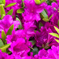 Big 1 Gallon Pink Purple Rhododendron Plants Live, 1-3 Years Old Azalea Plants Live Shrubs Bushes for Planting, Very Well Rooted
