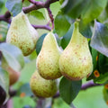Pear Live Plant, Sweet Crisp Fruit Tree, 6-10 Inch Tall