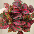 Red Polka Dot Plant Live, Polka Dot House Plant Grow in 3 Inches Pot